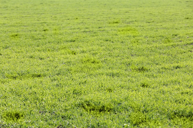 Champ d'herbe verte jeune.