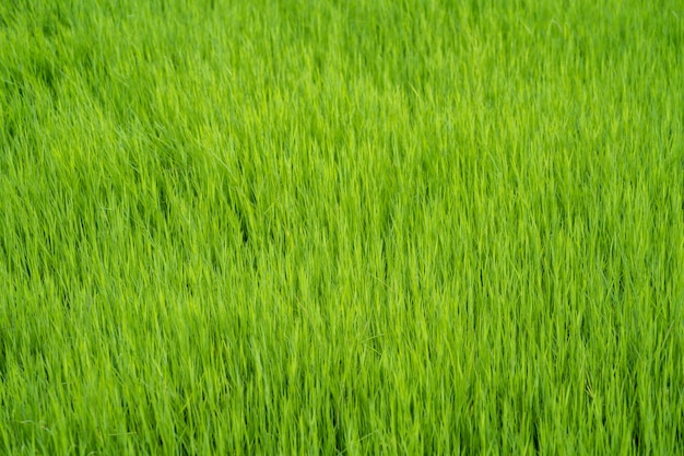 Un champ d'herbe verte avec le mot riz dessus