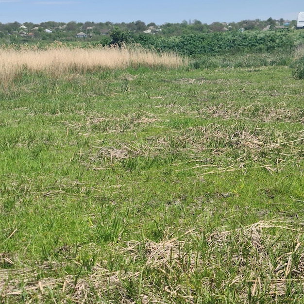 Un champ d'herbe verte avec une pancarte dessus