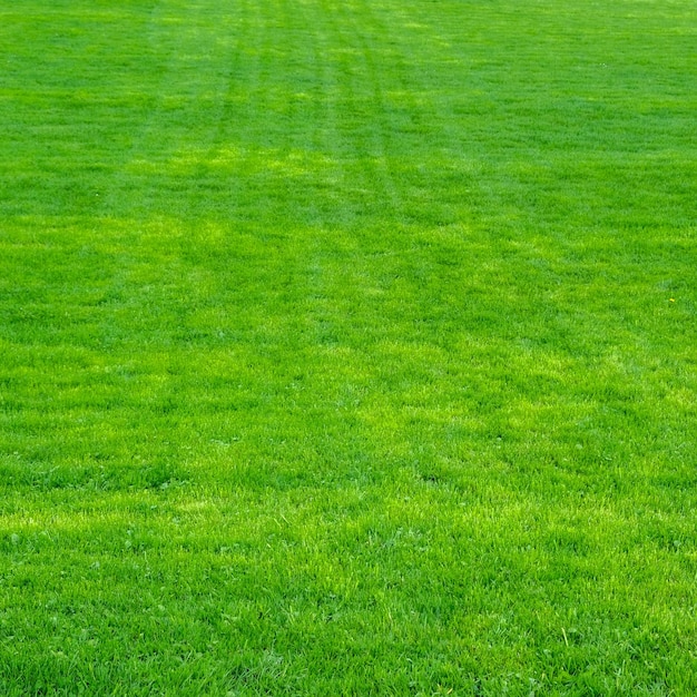 Photo un champ d'herbe verte avec un panneau blanc qui dit 