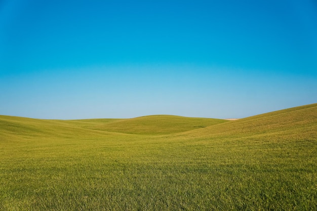 Champ d'herbe verte sur de petites collines et ciel bleu.