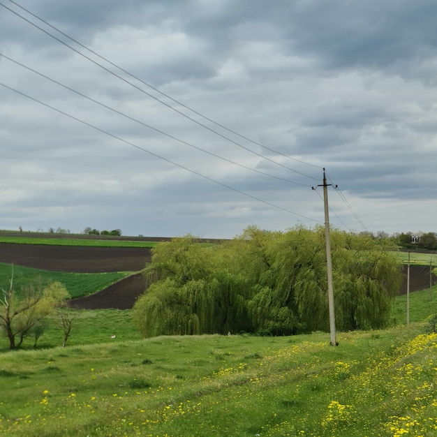 Un champ d'herbe verte et un poteau téléphonique au premier plan avec un champ de fleurs jaunes.