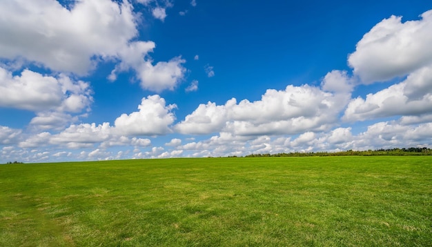 Champ d'herbe verte sous ciel bleu et nuages blancs générés par ai