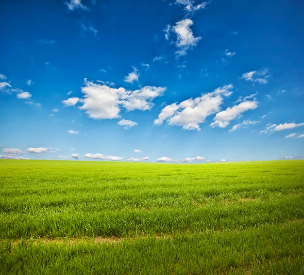 Champ avec de l'herbe verte sous un ciel clair