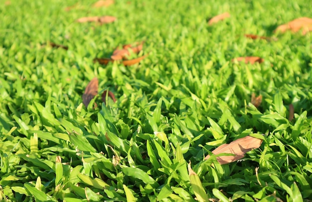 Champ d'herbe verte vibrante avec des feuilles tombées au soleil