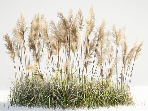 Un champ d'herbes hautes dans la neige