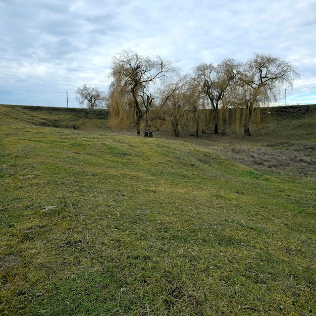 Photo un champ herbeux avec des arbres