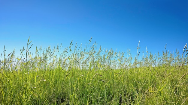 Un champ herbeux avec un ciel bleu