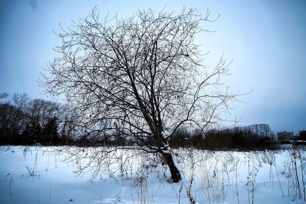 Champ d'hiver arbre solitaire rustique