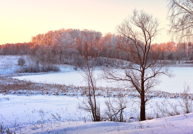 Champ d'hiver le matin. Arbres nus parmi les congères de neige, forêt à l'horizon