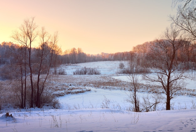 Champ d'hiver le matin. Arbres nus parmi les congères de neige, forêt à l'horizon