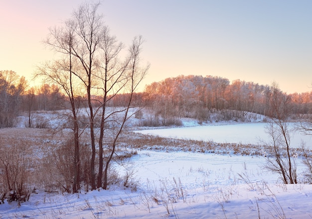 Champ d'hiver le matin. Arbres nus parmi les congères de neige, forêt à l'horizon