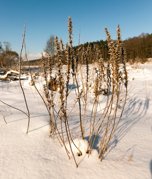 champ d'hiver