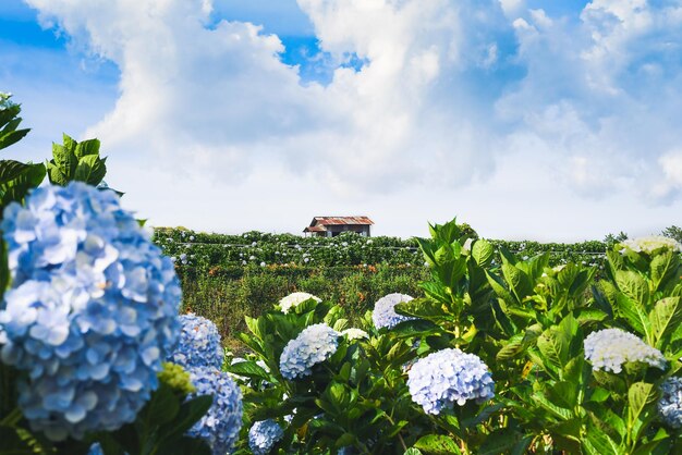 Champ d'hortensias contre les serres et les plantations de la ville de Da Lat au Vietnam