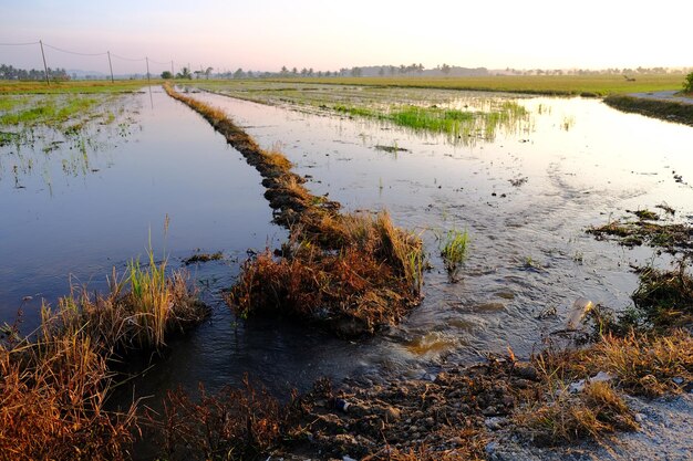 Un champ inondé avec de l'eau qui coule dessus.