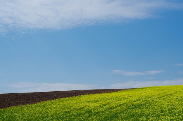 Photo champ jaune et ciel bleu