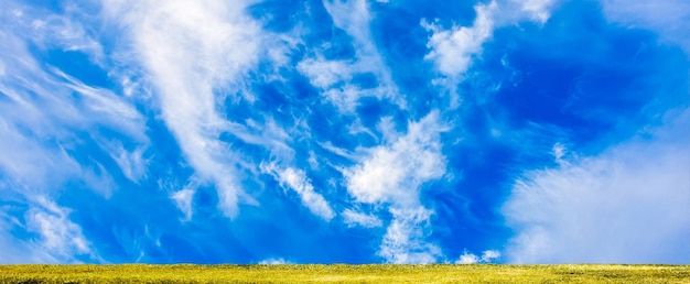 Champ jaune et ciel panoramique