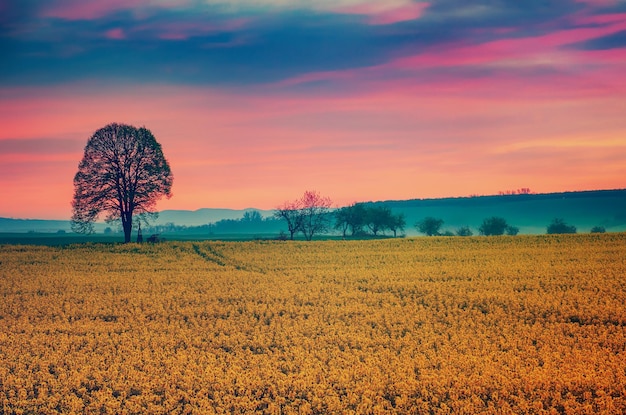 Champ jaune de colza au printemps au lever du soleil avec un seul arbre et ciel coloré abstrait éco naturel fond saisonnier
