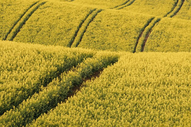 Champ jaune de colza au printemps, fond floral saisonnier éco ensoleillé naturel abstrait