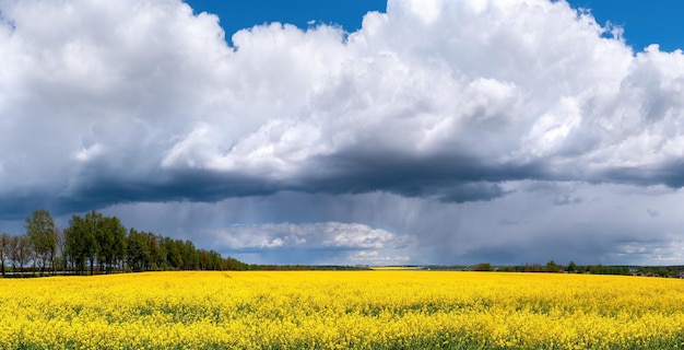 Champ jaune de colza fleuri sur fond de ciel d'orage dramatique pendant le lever ou le coucher du soleil d'été Vue panoramique