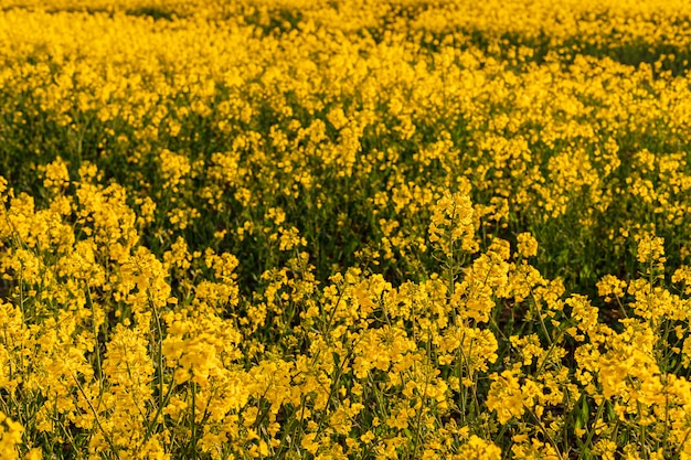 Champ jaune de colza le soir