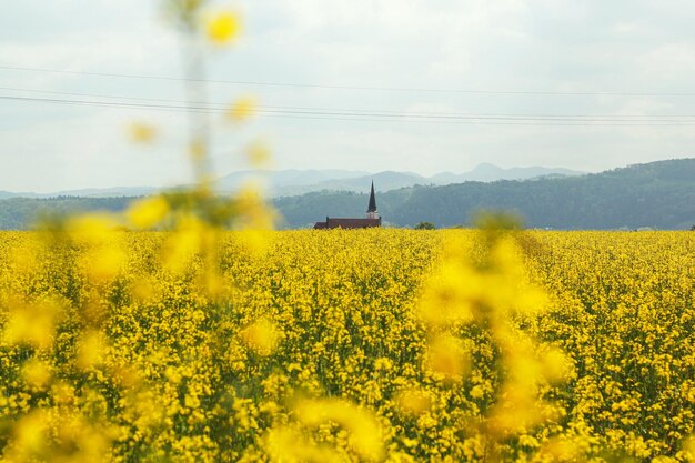 Photo champ jaune avec l'église