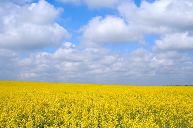 Champ jaune en fleurs avec ciel bleu et nuages blancs
