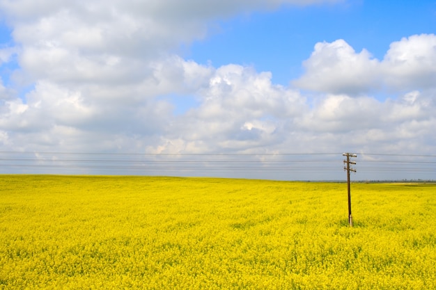 Champ jaune en fleurs avec ciel bleu et nuages blancs