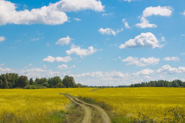 Champ jaune et forêt verte lointaine, ciel bleu en journée d'été. Lieu de paysage panoramique magique