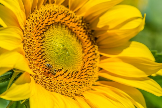 Champ jaune de tournesols