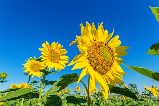 Champ jaune de tournesols