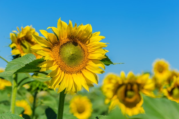 Champ jaune de tournesols