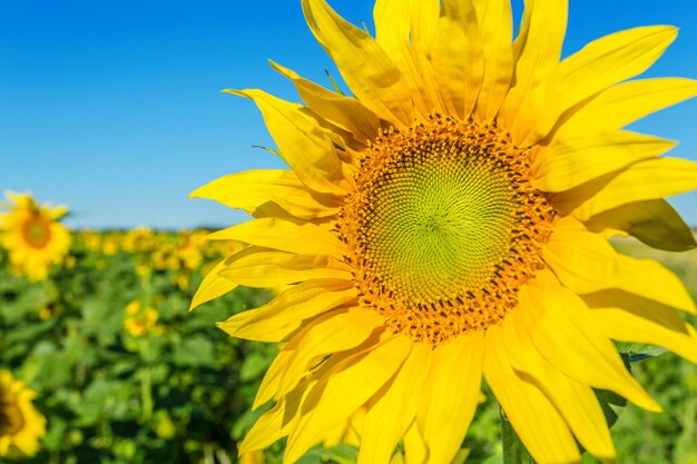 Champ jaune de tournesols