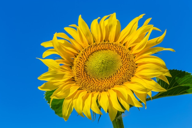 Champ jaune de tournesols