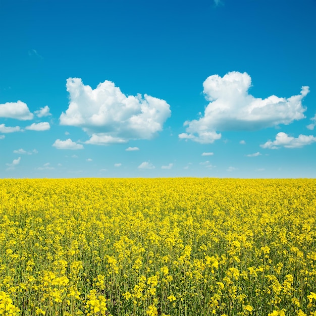 champ jaune avec le viol et les nuages dans le ciel bleu