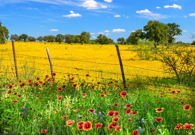 Photo champ en jaune