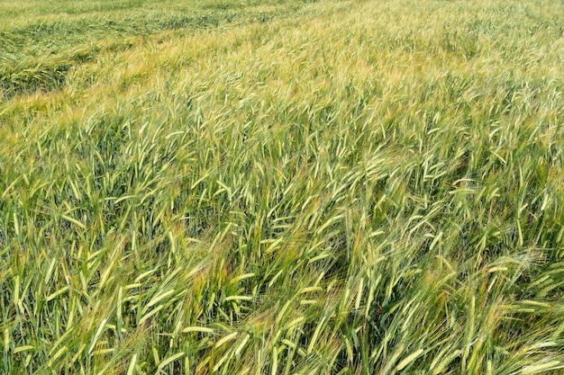 Un champ de jeunes épis de blé vert gros plan de blé La saison de la plantation de céréales