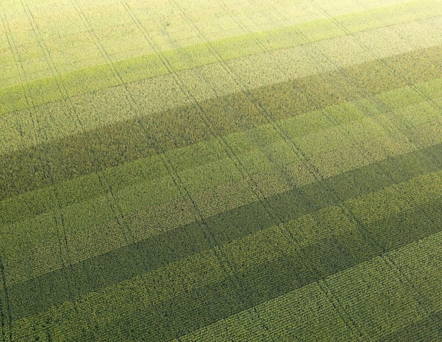 Champ avec de jeunes maïs juteux. Vue de dessus.