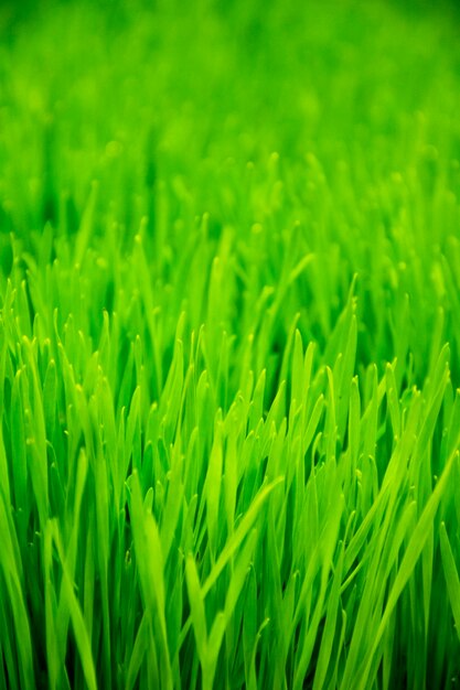 Champ de jeunes plants de riz paddy vert. Feuille de semis de riz vert