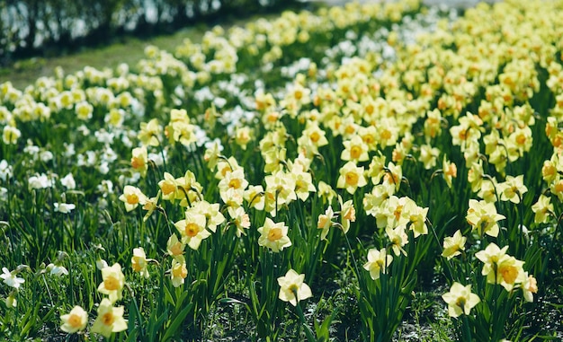 champ de jonquilles au printemps