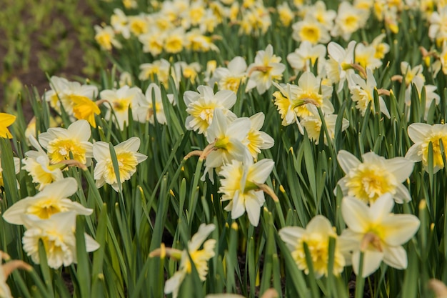 Un champ de jonquilles blanches et jaunes avec le mot jonquilles dessus.