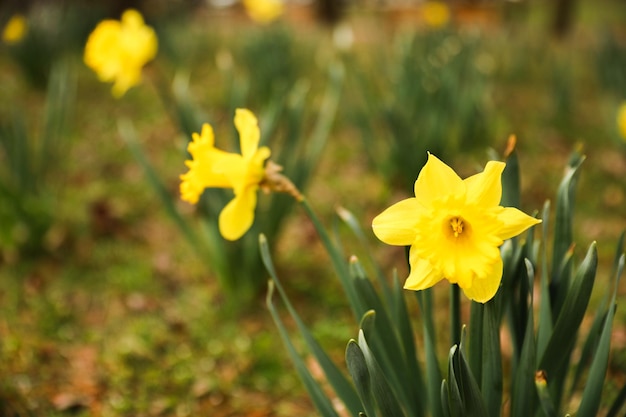 Un champ de jonquilles avec le mot jonquilles à gauche