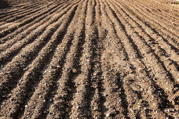 Champ labouré au début de l'été