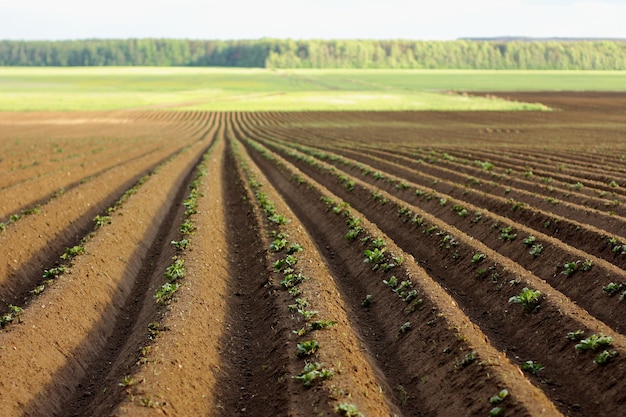 Un champ labouré Créer un sillon dans un champ arable se préparant à planter des cultures au printemps