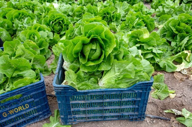 Champ de laitue fraîche verte, photo de concept d'agriculture.