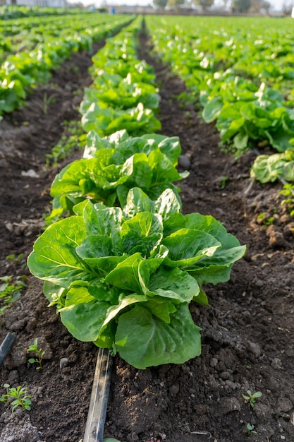 champ avec de la laitue en rangées à l'intérieur d'une ferme