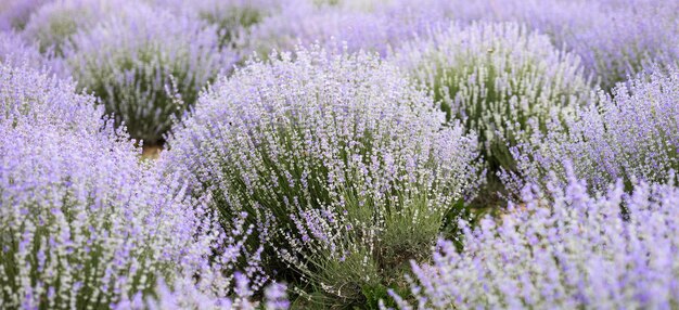 Champ de lavande abstrait violet avec