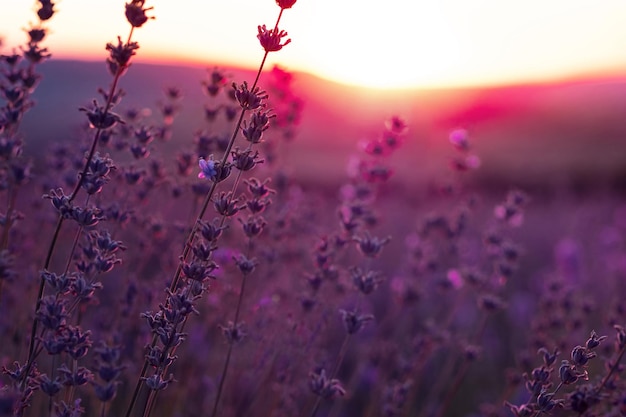 Champ de lavande au coucher du soleil d'été