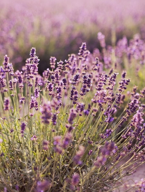 Champ de lavande aux fleurs violettes