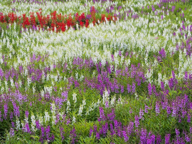 Champ de lavande coloré